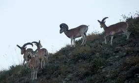 طنز / همزیستی با حیوانات وحشی