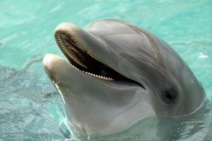 دلفین‌ها هم آلزایمر می‌گیرند