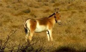 حیات ۸۷ گونه جانوری در معرض تهدید در کشور