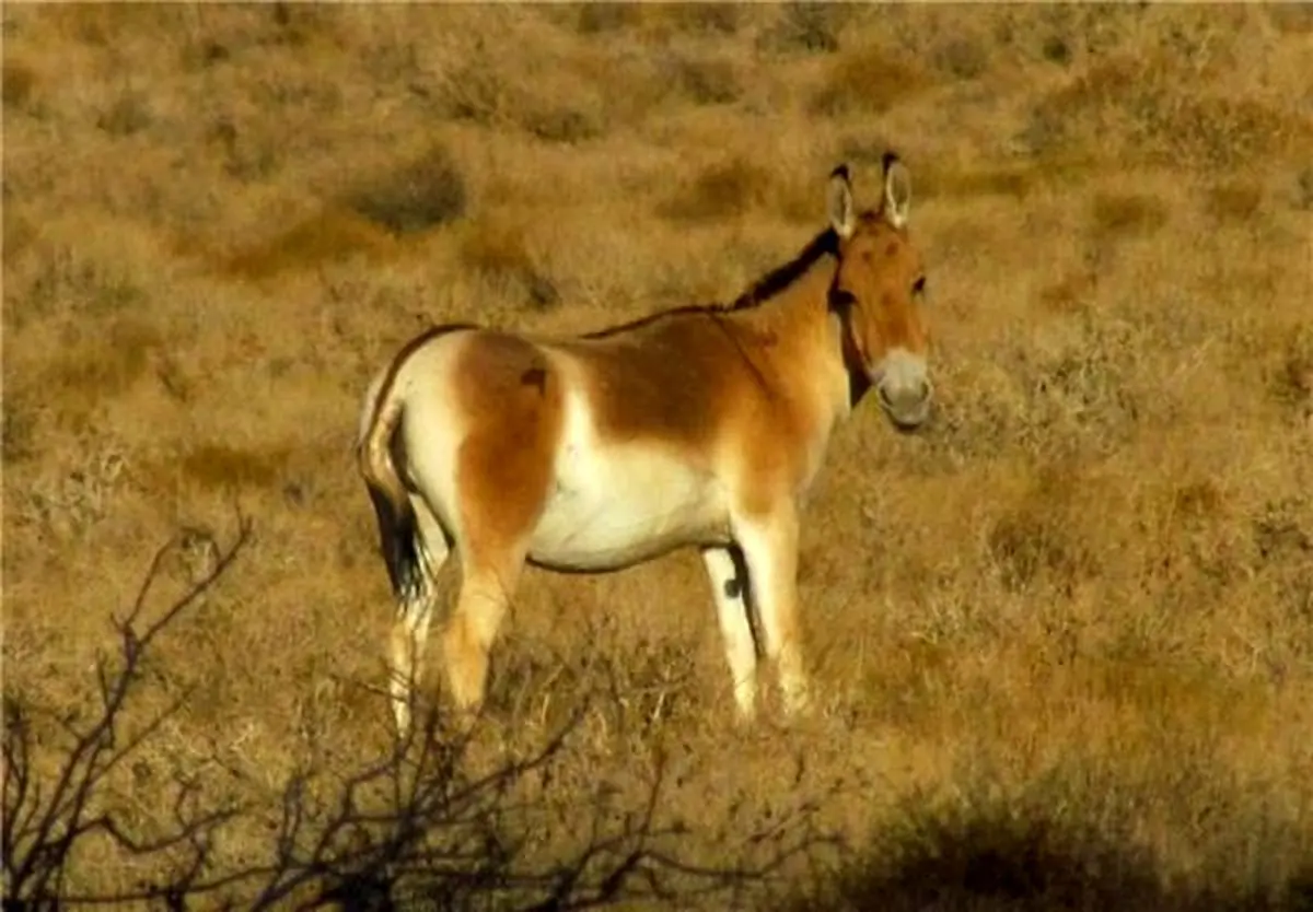 حیات ۸۷ گونه جانوری در معرض تهدید در کشور
