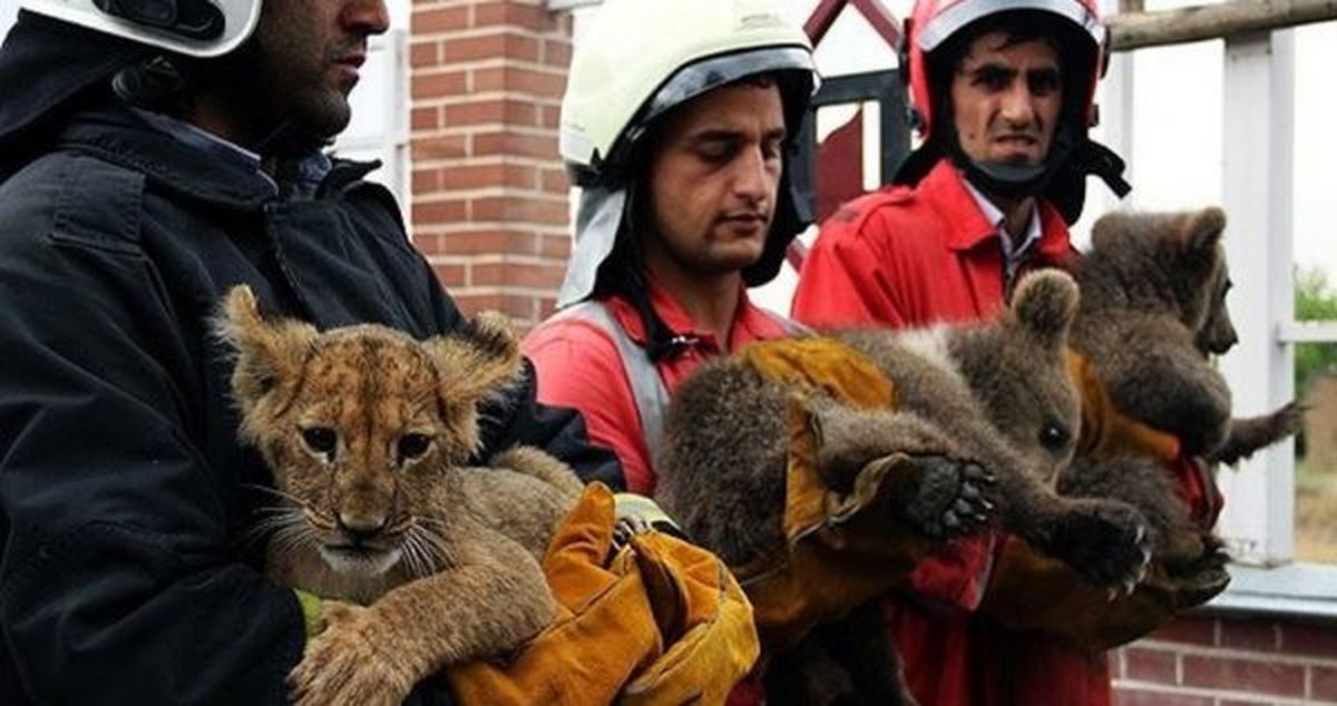 جمع‌آوری بیش از 150 حیوان وحشی از تهران