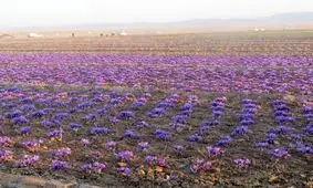 54 تن زعفران امسال در خراسان جنوبی برداشت می شود