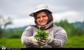 احتمال استیضاح وزیر کشاورزی برای مطالبات چای‌کاران!