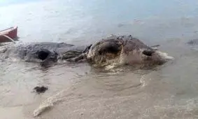 پیدا شدن جسد یک موجود ناشناخته + عکس