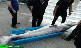 صید ماهی عظیم الجثه خاویاری در چاف لنگرود