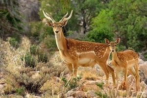 خطر خشکسالی در کمین گونه‌ های جانوری در حال انقراض خوزستان