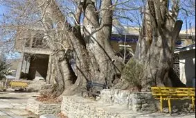 چناری با عمری بیش از هشتصد سال درکرج