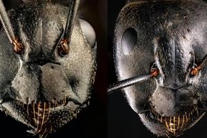 این عکس‌های فوق‌العاده دقیق، چهره ترسناک مورچه‌ها را نشان می‌دهند