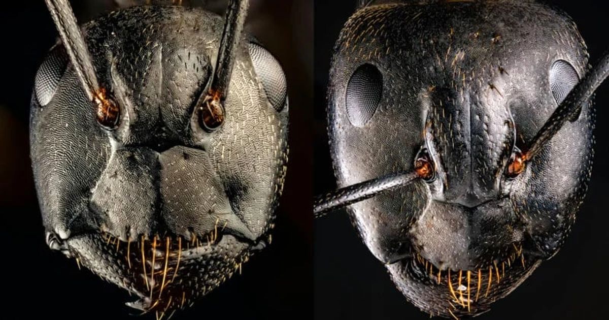 این عکس‌های فوق‌العاده دقیق، چهره ترسناک مورچه‌ها را نشان می‌دهند