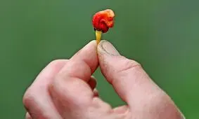 این خوراکی مزه مرگ می‌دهد/ تجربه وحشتناک چشیدن «نفس اژدها»