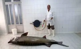 صید فیل ماهی 205 کیلویی در صیدگاه بندر کیاشهر