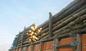 بیش از ۷ تُن انواع چوب آلات قاچاق در املش و تالش کشف و ضبط شد