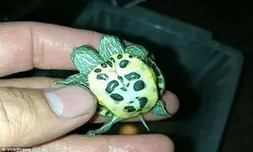 یکی از عجایب طبیعت +عکس