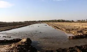 دخل و خرج کشاورزان هرمزگانی به پای آبیاری قطره‌ای نمی‌رسد