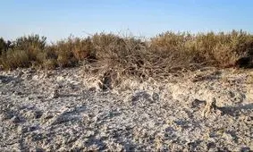 برنامه احیای "تالاب شادگان" متوقف شد