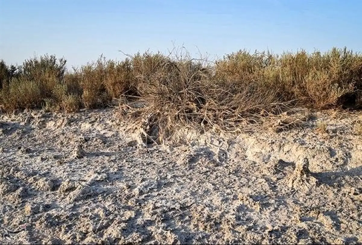 برنامه احیای "تالاب شادگان" متوقف شد