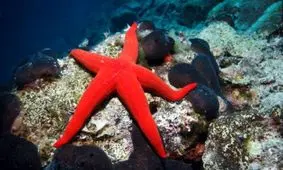 ۱۰ تکنولوژی که حیوانات قبل از ما داشتند