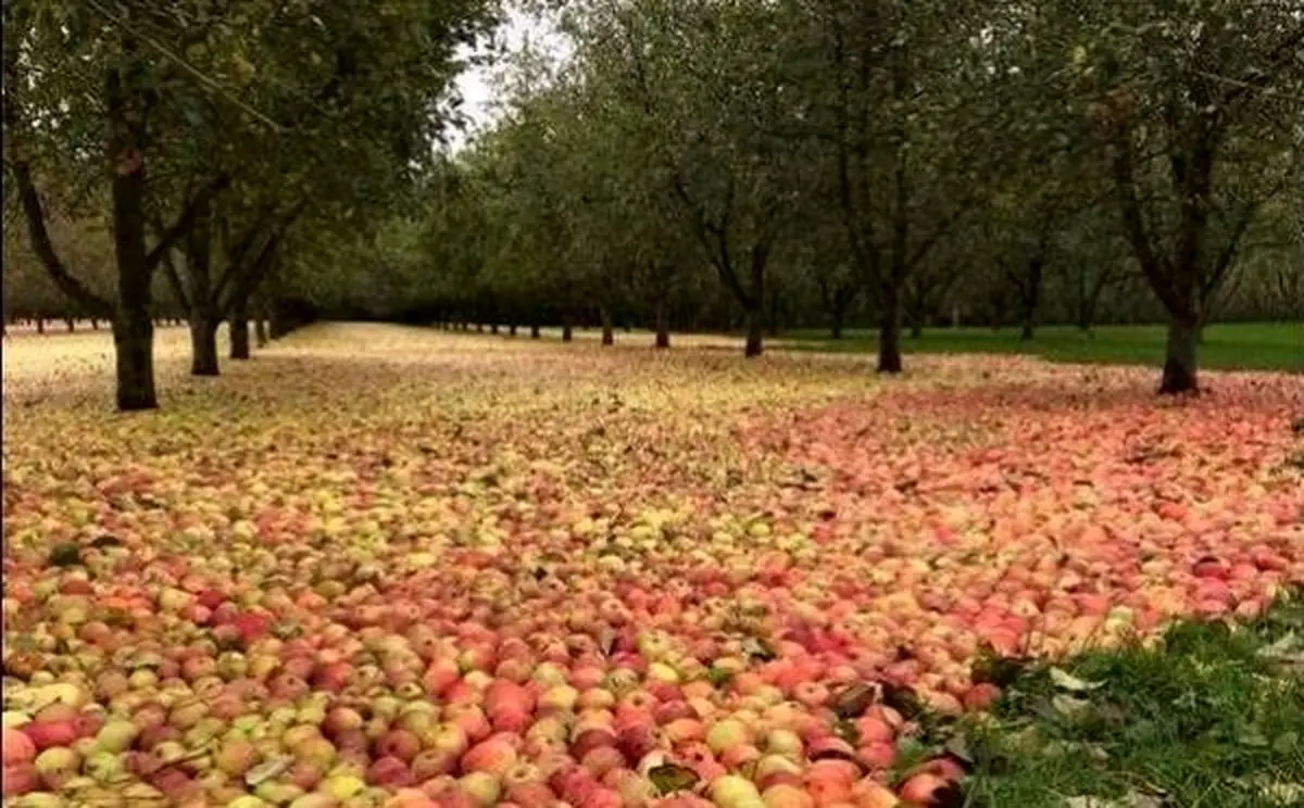 عکس/ طوفانی که میوه ها را چید