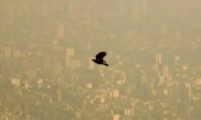 حال پرندگان شهر خوب نیست