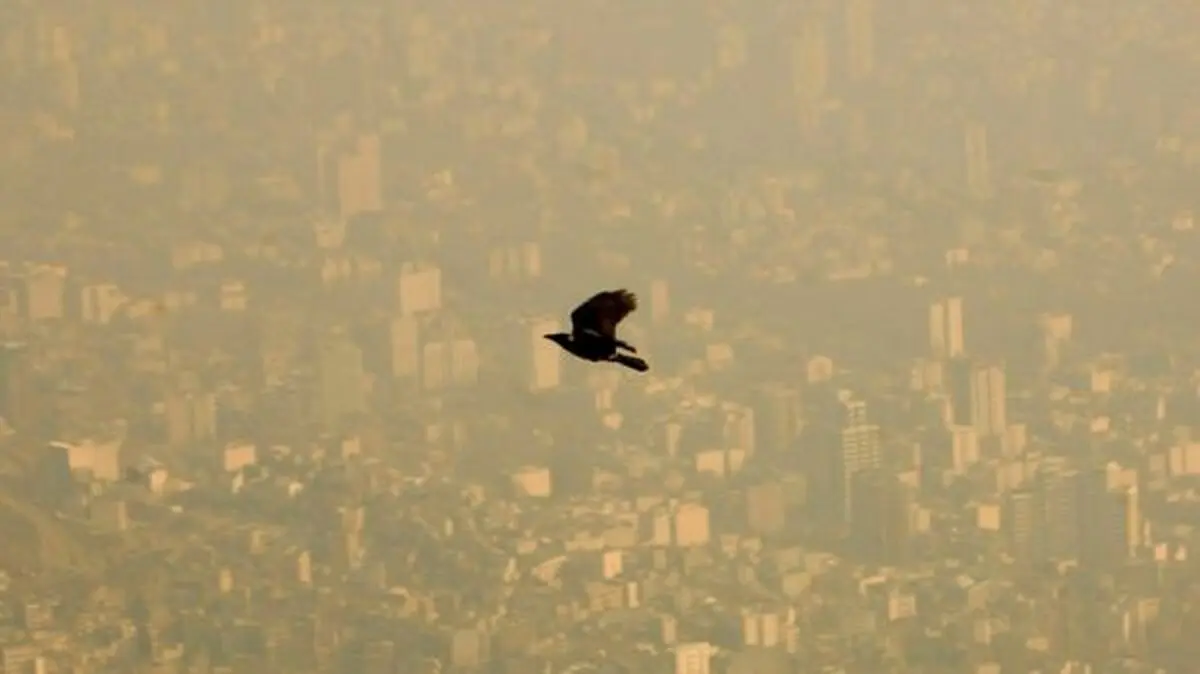 حال پرندگان شهر خوب نیست