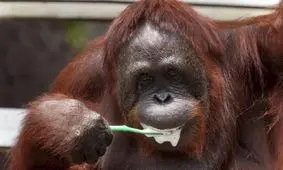 مثل حیوانات مسواک نزنیم؟