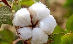 عکس / برداشت پنبه در سبزوار