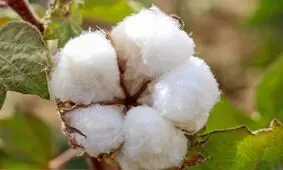 عکس / برداشت پنبه در سبزوار