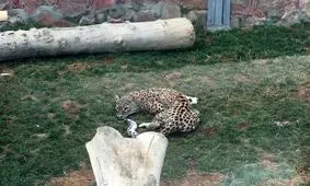 پلنگ آسیب دیده گیلان پس از حدود 11 ماه تیمار، رهاسازی شد