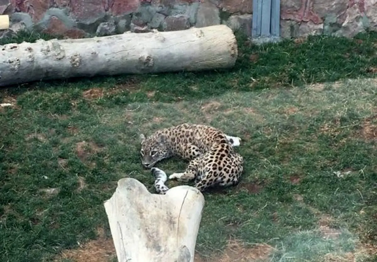 پلنگ آسیب دیده گیلان پس از حدود 11 ماه تیمار، رهاسازی شد