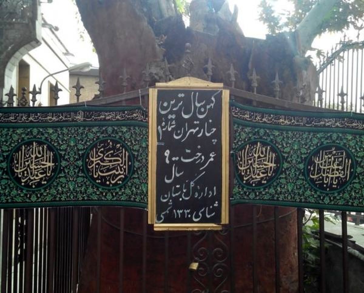 کهنسالترین موجود زنده تهران با ۹۶۶ سال سن + تصاویر