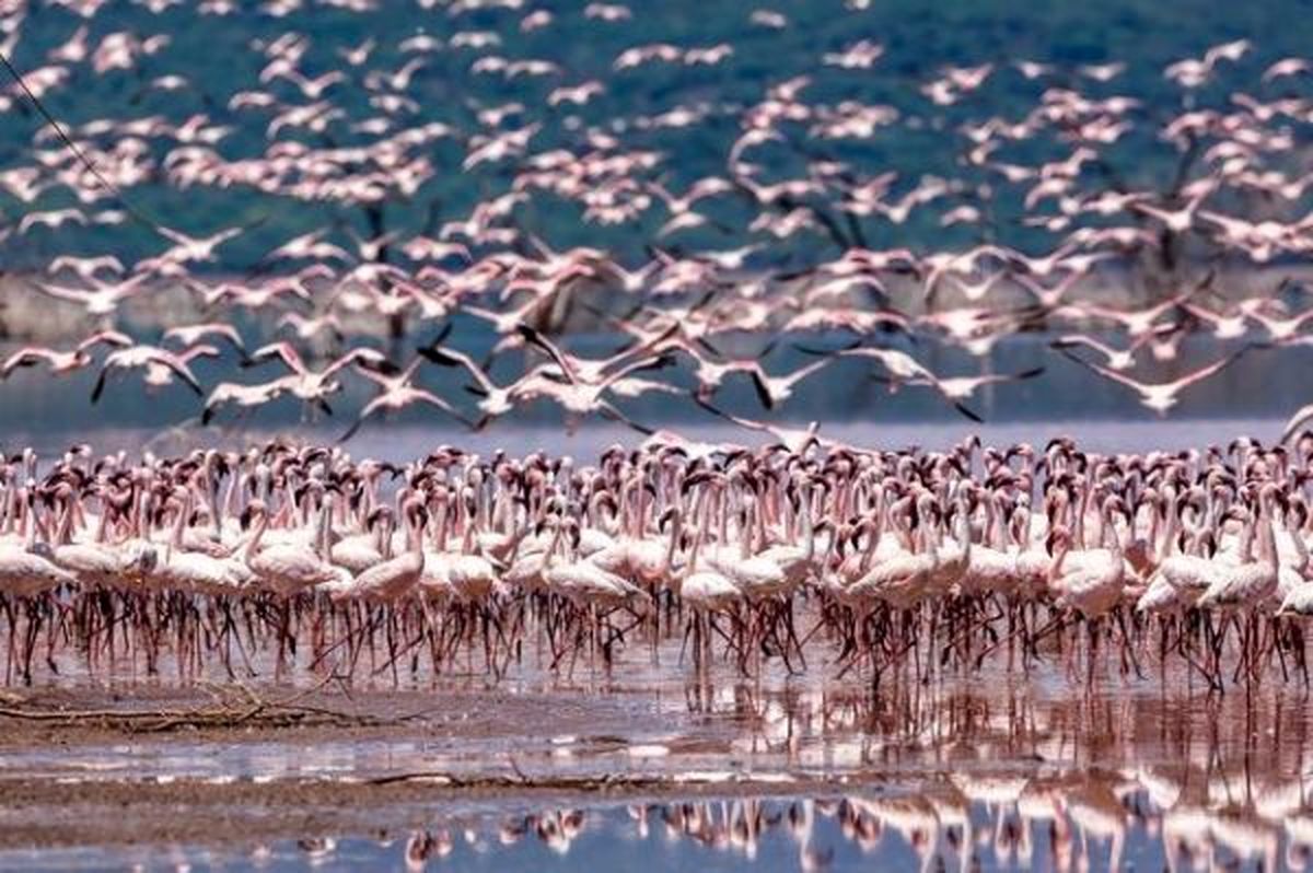 عکس روز نشنال جئوگرافیک: فصل زیبای فلامینگوها