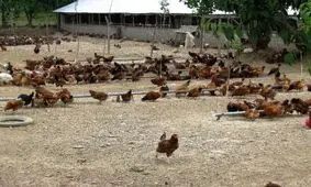 نخستین برندتولیدمرغ بومی کشور درصومعه سرا