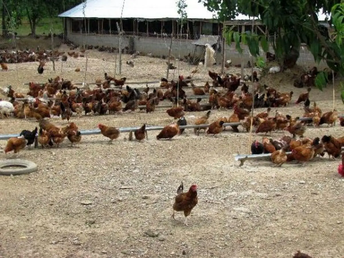 نخستین برندتولیدمرغ بومی کشور درصومعه سرا