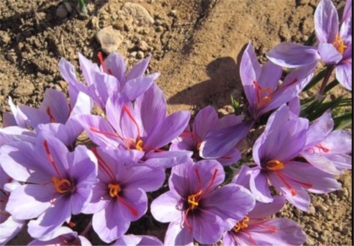 آغاز برداشت زعفران از ۱۳ هکتار اراضی کوهستانی گیلان