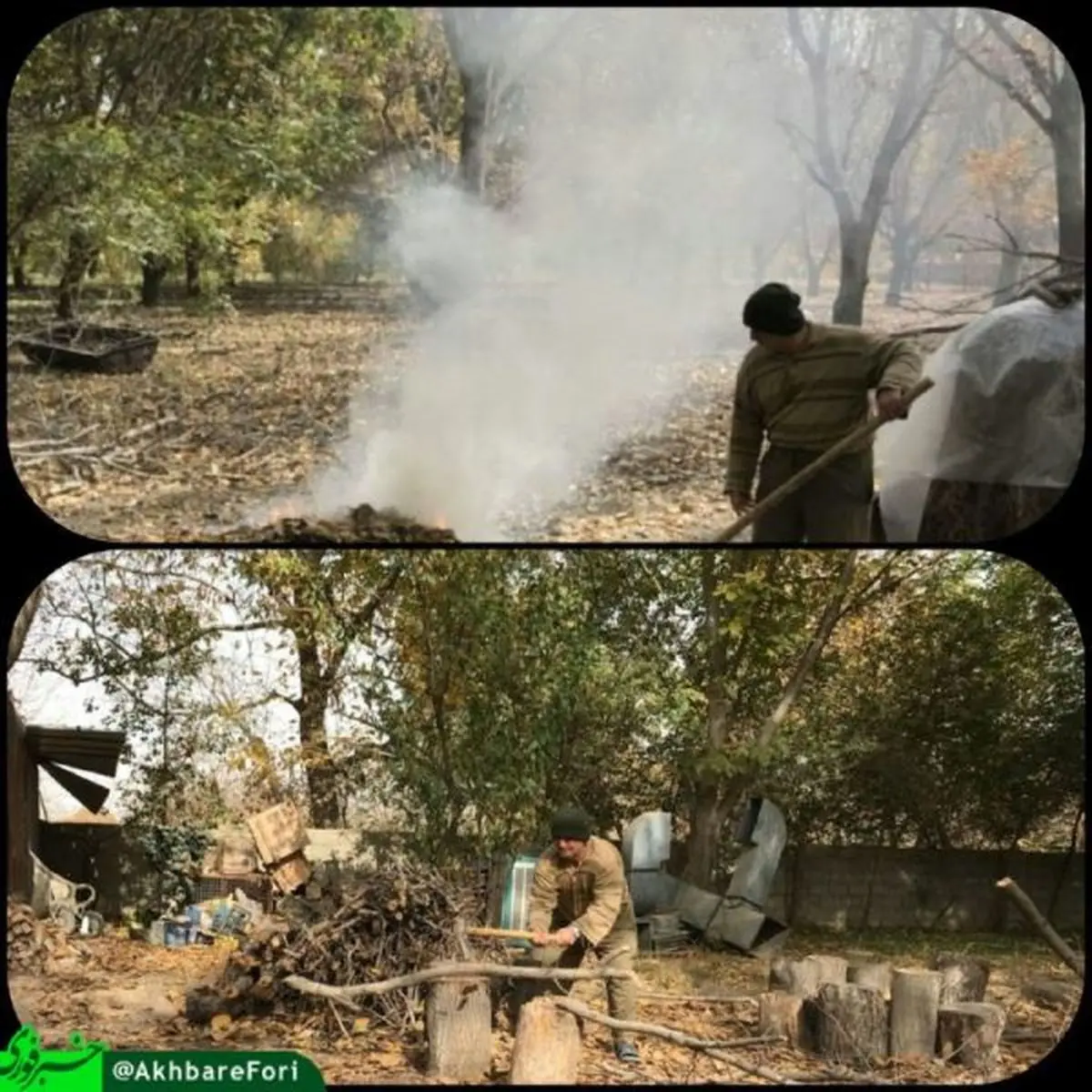 نادر قاضی پور در حال کشاورزی و شکستن هیزم