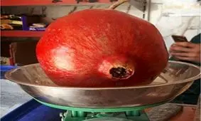انار یک کیلویی در کردستان +عکس