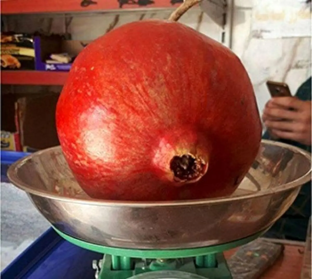 انار یک کیلویی در کردستان +عکس