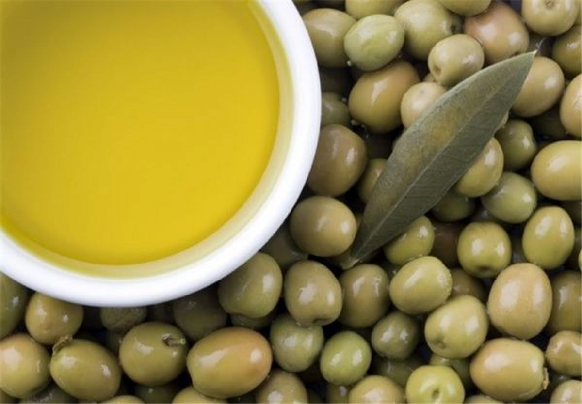 ۳۵ درصد از محصول زیتون استان گیلان روغن‌کشی می‌شود