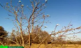 شکوفه دادن یک درخت در وسط پاییز