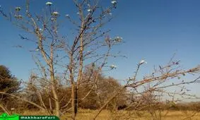 شکوفه دادن یک درخت در وسط پاییز