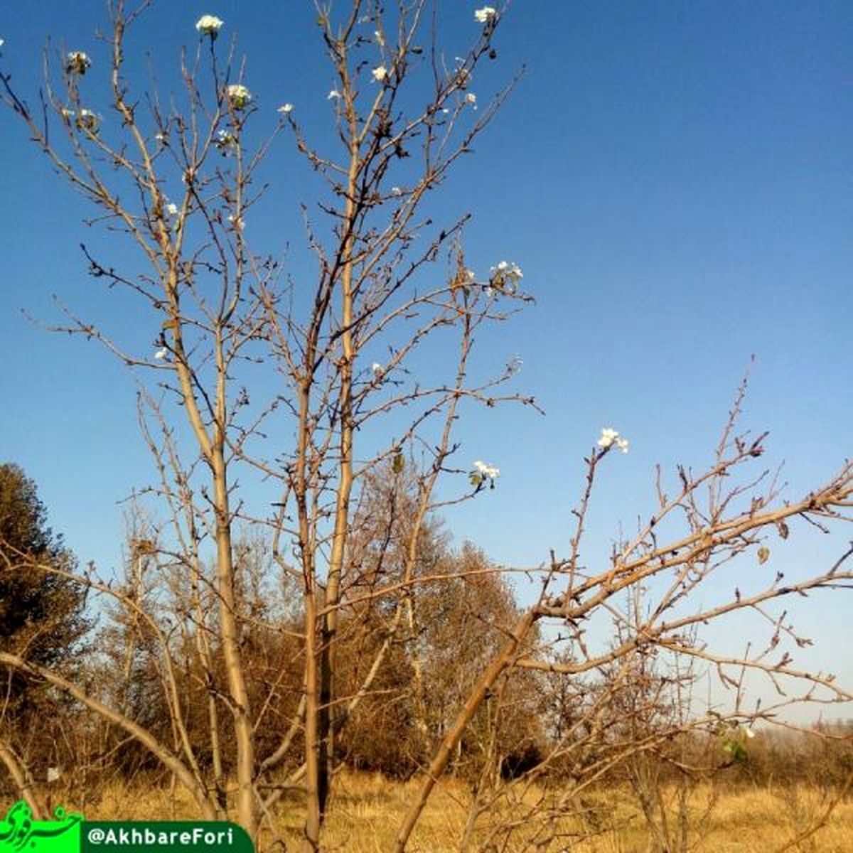 شکوفه دادن یک درخت در وسط پاییز