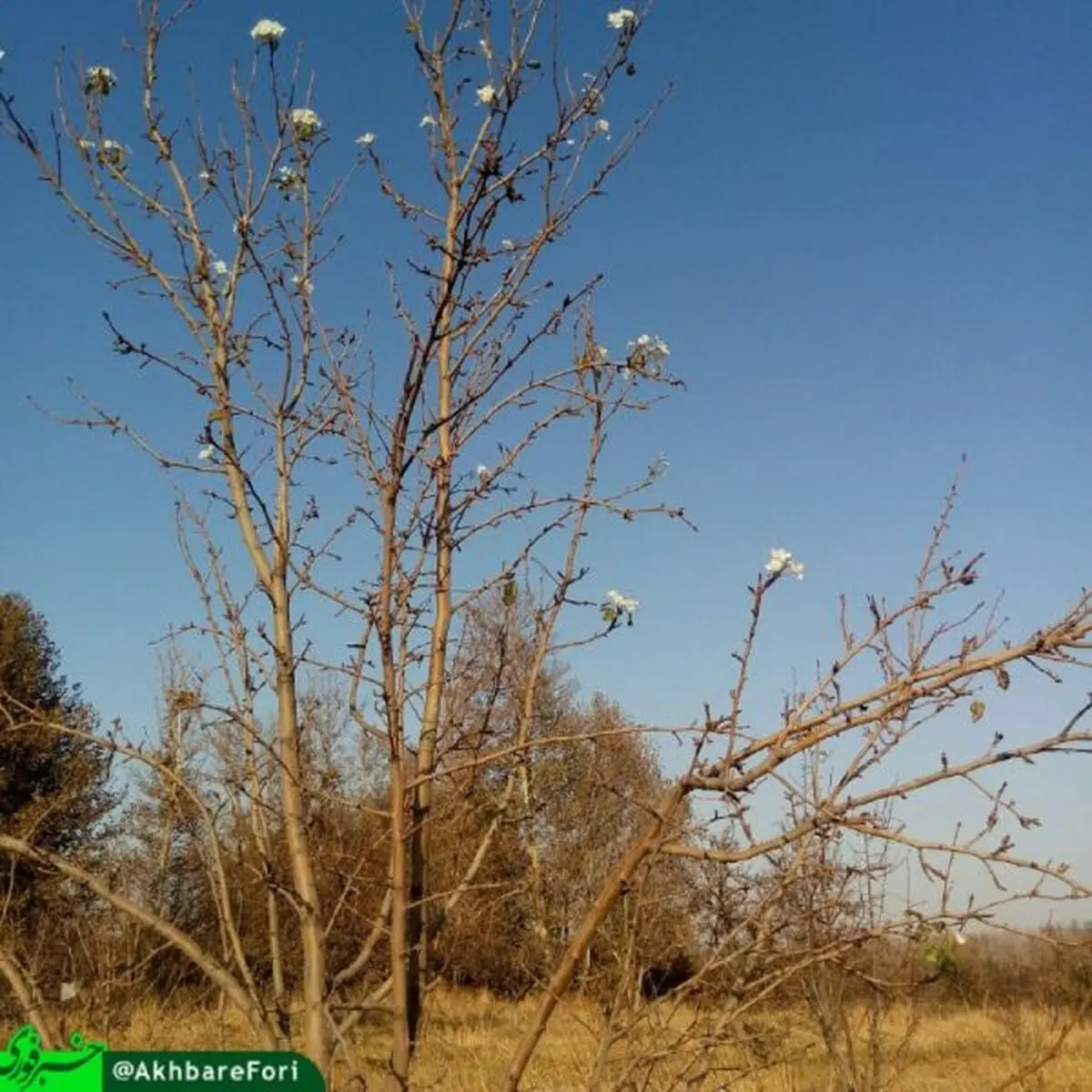 شکوفه دادن یک درخت در وسط پاییز