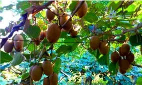 برداشت کیوی از ۱۷۰۰ هکتار از باغات گیلان آغاز شد