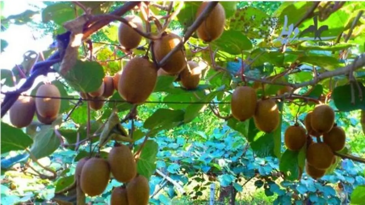 برداشت کیوی از ۱۷۰۰ هکتار از باغات گیلان آغاز شد