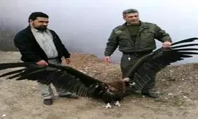 نجات پرنده در حال انقراض در فومن