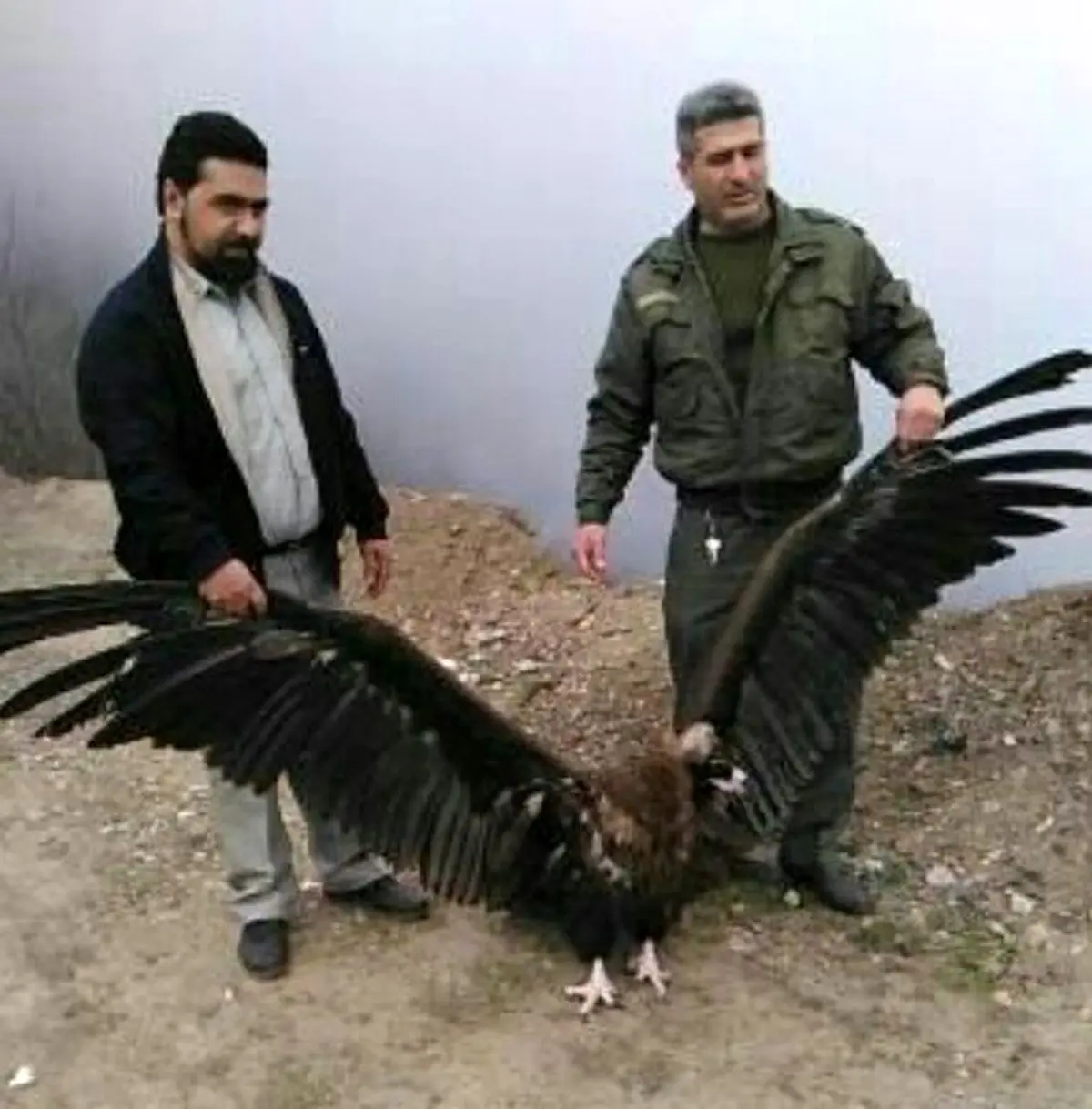 نجات پرنده در حال انقراض در فومن