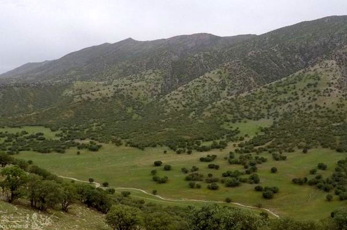 مهمترین بحران لرستان رویشگاههای جنگلی آن است