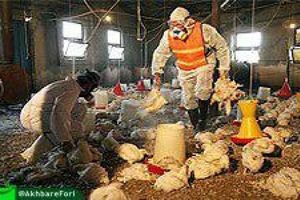 شیوع آنفلوآنزای مرغی در آذربایجان‌شرقی/ مردم مرغ و تخم مرغ را از مراکز مجاز خریداری کنند