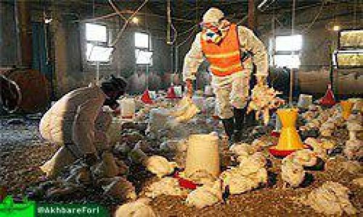 شیوع آنفلوآنزای مرغی در آذربایجان‌شرقی/ مردم مرغ و تخم مرغ را از مراکز مجاز خریداری کنند