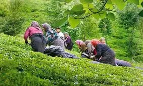 پرداخت مطالبات چایکاران شمال کشور از 130میلیارد تومان گذشت